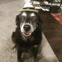 Looking for a roommate in Sw Dallas, Ne Dallas - Dallas