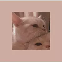 Looking for a roommate in Jersey City / Hoboken, Manhattan - New York