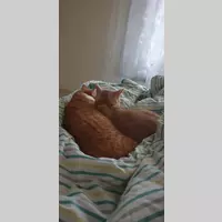 Looking for a roommate in Brooklyn, Manhattan - New York