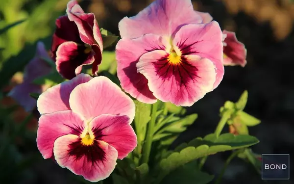 1 bedroom apartment for rent in Brooklyn Heights - Brooklyn, New York