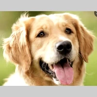 Looking for a roommate