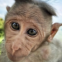 Looking for a roommate in Manhattan - New York