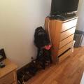 Room for rent in Murray Hill #15