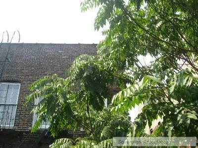 1 bedroom apartment for rent in Harlem - Manhattan, New York