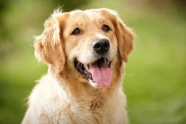 Coliving in Kew Gardens - Queens, New York