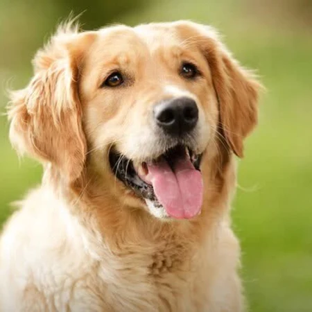 Coliving in Kew Gardens - Queens, New York