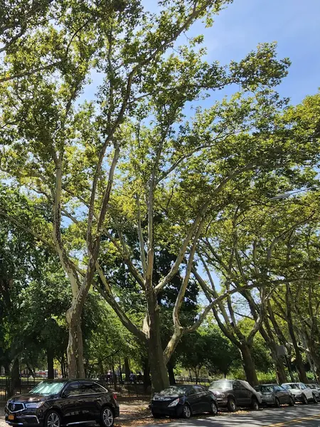 Coliving in Bushwick - Brooklyn, New York