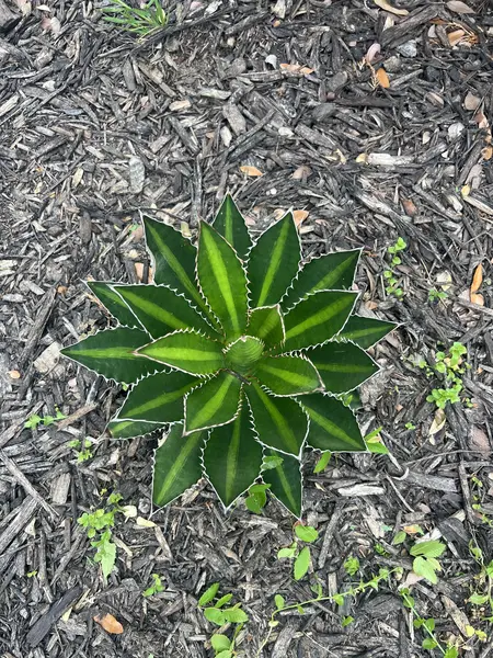 Coliving in Sunnyvale - Se Dallas, Dallas