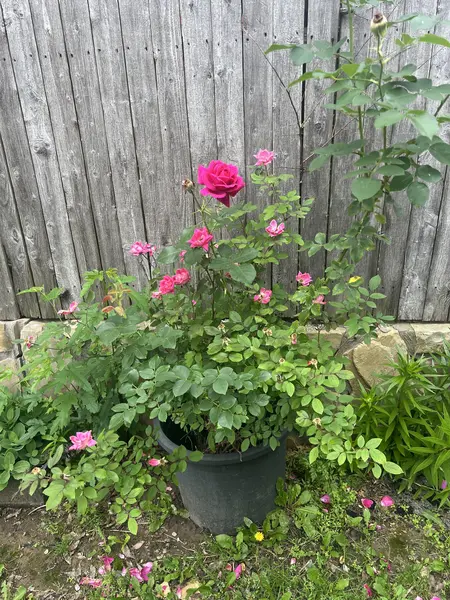 Coliving in Sunnyvale - Se Dallas, Dallas