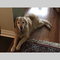 Looking for a roommate in Toronto - Toronto