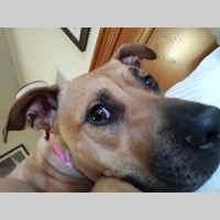 Looking for a roommate in West Atl, North Atl - Atlanta