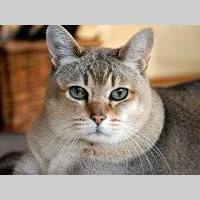 Looking for a roommate in Jersey City / Hoboken - New York