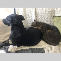 Looking for a roommate in Jersey City / Hoboken, Staten Island, Queens, Brooklyn, Manhattan - New York