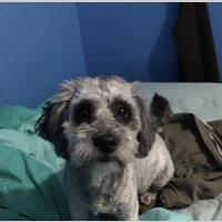 Looking for a roommate in Central Los Angeles, The Verdugos, Southeast, San Fernando Valley, The Harbor, Westside / South Bay - Los Angeles