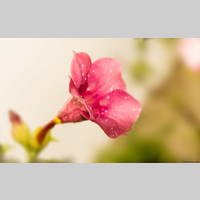 Looking for a roommate in Fair Fax / Va Commonwealth - Washington DC