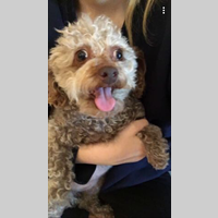 Looking for a roommate in Central Los Angeles, Orange County, The Verdugos, Southeast, San Fernando Valley, The Harbor, Westside / South Bay - Los Angeles