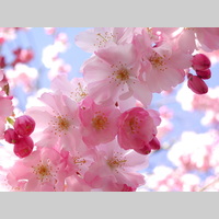 Looking for a roommate in Brooklyn, Manhattan - New York