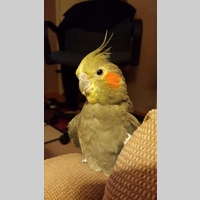 Looking for a roommate in South Bay, Peninsula, East Bay - San Francisco