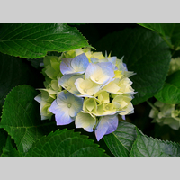 Looking for a roommate in Palm Beach County, Miami Dade, Miami Beach, Miami - Miami