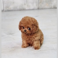 Looking for a roommate in North Side, Far North Side, West Side, Central - Chicago