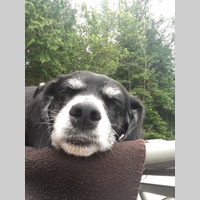 Looking for a roommate in Toronto - Toronto