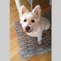 Looking for a roommate in Palm Beach County, Miami Dade, Miami Beach, Miami, Broward County - Miami