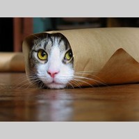 Looking for a roommate in Brooklyn, Manhattan - New York