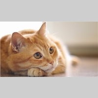 Looking for a roommate in Manhattan - New York