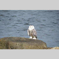 Looking for a roommate in East Bay - San Francisco