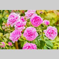 Looking for a roommate in Brooklyn - New York