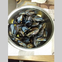 Looking for a roommate in Westside / South Bay - Los Angeles