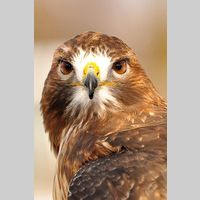 Looking for a roommate in Toronto - Toronto