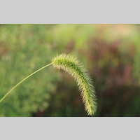 Looking for a roommate in Queens, Brooklyn, Manhattan - New York