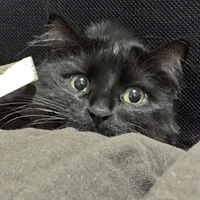 Looking for a roommate in Queens, Brooklyn, Manhattan - New York