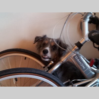 Looking for a roommate in North Bay - San Francisco