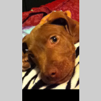 Looking for a roommate in Contra Costa County - San Francisco