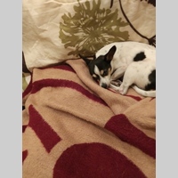 Looking for a roommate in The Harbor, Westside / South Bay - Los Angeles