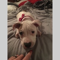 Looking for a roommate in North Atl, East Atl, Central Atl - Atlanta