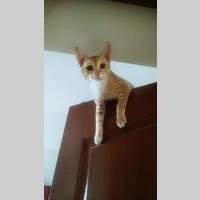 Looking for a roommate in Palm Beach County, Miami Dade, Miami Beach, Miami, Broward County - Miami