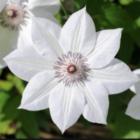 Looking for a roommate in Miami Beach, Miami - Miami