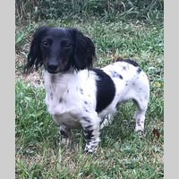 Looking for a roommate in Washington Northwest - Washington DC