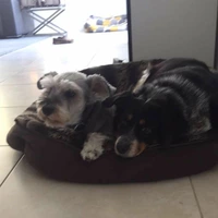 Looking for a roommate in Palm Beach County, Broward County - Miami