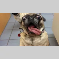 Looking for a roommate in West Houston, Sw Houston, Se Houston, Nw Houston, Ne Houston, Inner Loop - Houston