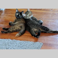 Looking for a roommate in North Shore, North Shore, Metro Area, Somerville, Cambridge - Boston