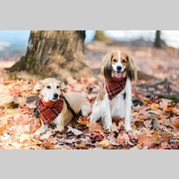 Looking for a roommate in South Atl, West Atl, North Atl, East Atl, Central Atl - Atlanta