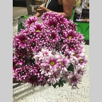 Looking for a roommate