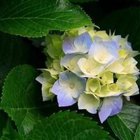 Looking for a roommate in Peninsula - San Francisco