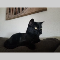 Looking for a roommate in Palm Beach County, Miami Dade, Miami Beach, Miami - Miami