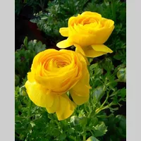 Looking for a roommate in Far North Side - Chicago