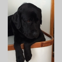 Looking for a roommate